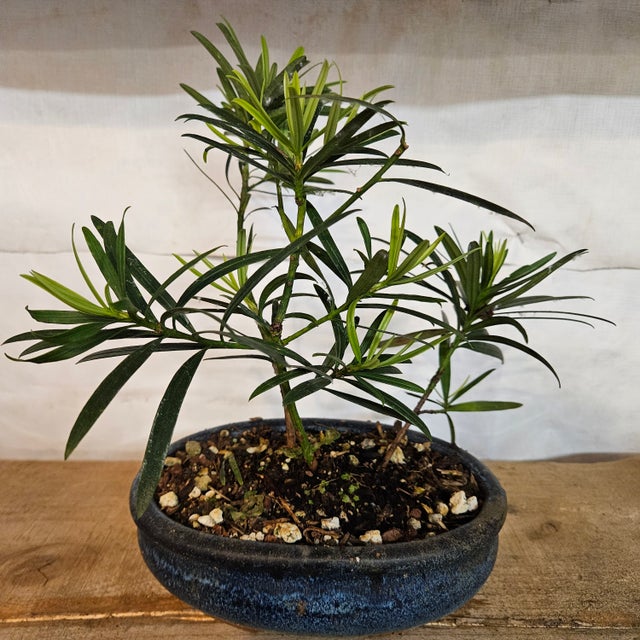 dracaena hawaiian plant Dracaena Hawaiian Sunshine