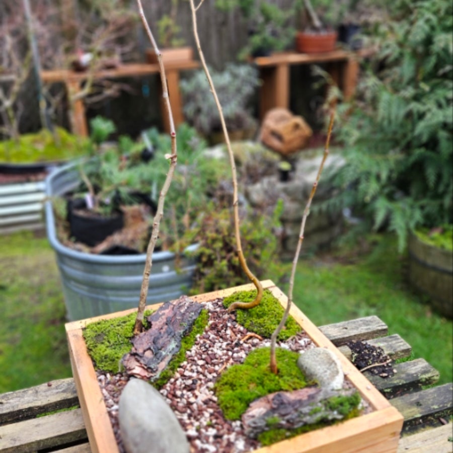 Sycamore Grove | Heartwoods Bonsai & Zen Arts
