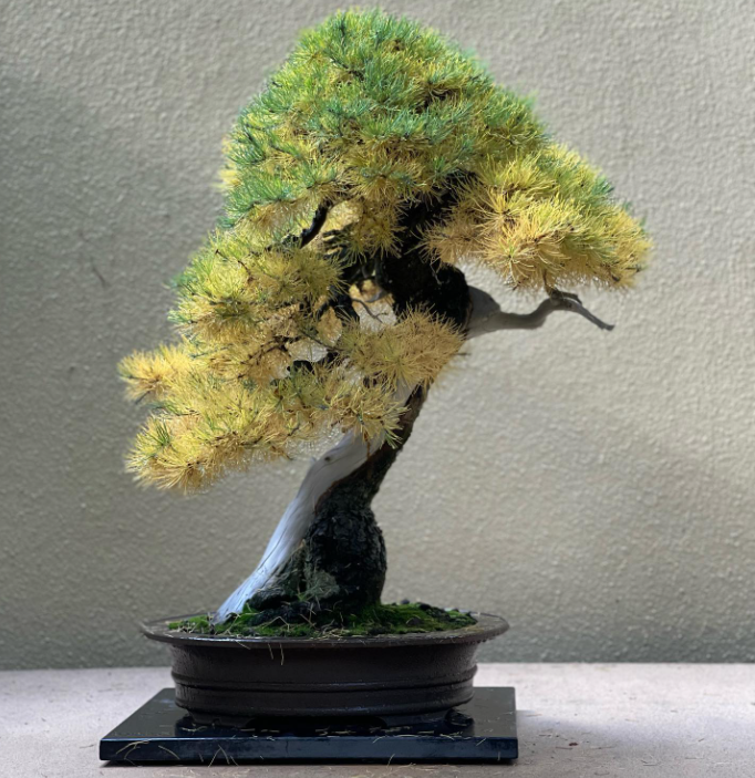 bonsai substrat selber mischen Bonsai-Erde kaufen? ✓ Schnell versandt – Sybotanica main image 1
