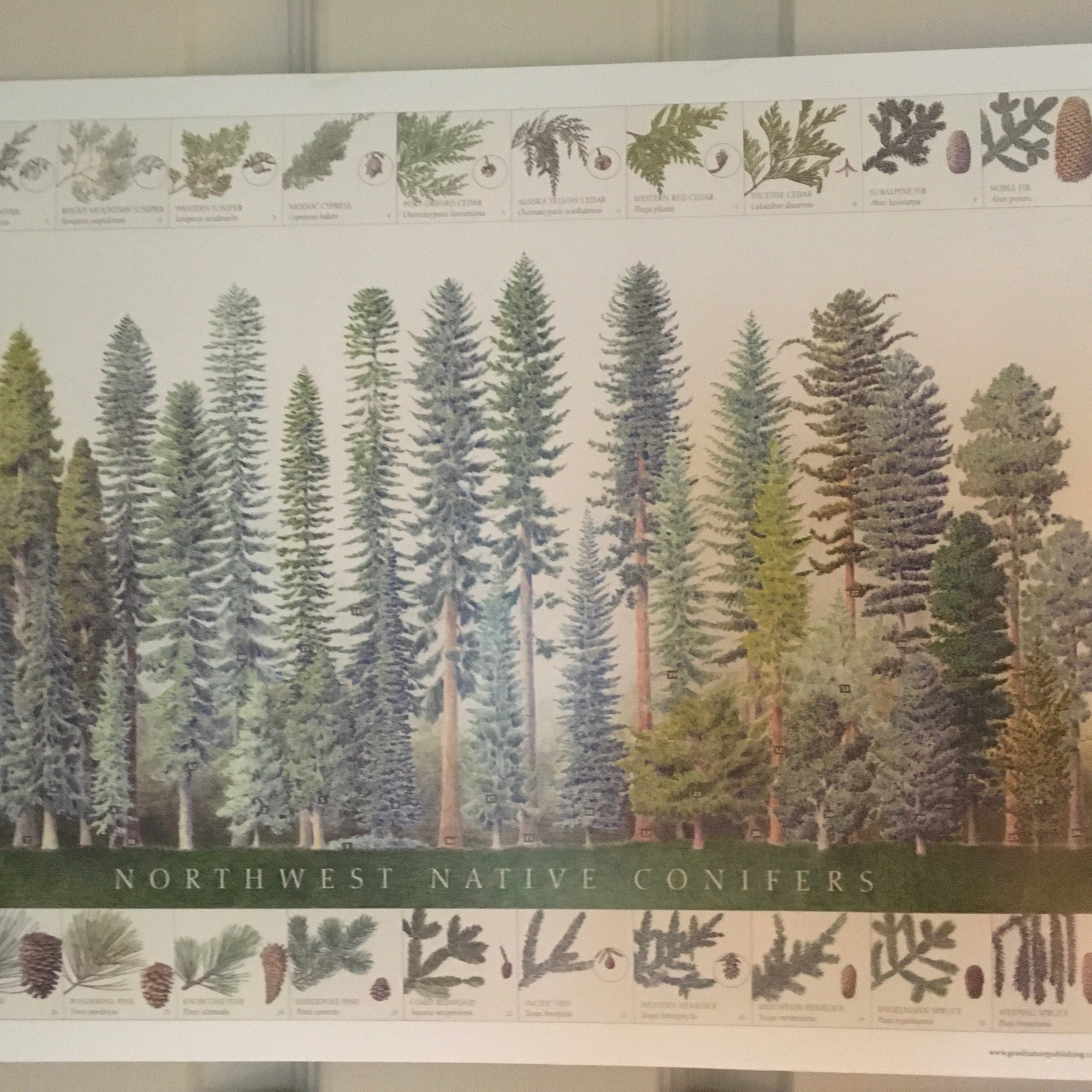 native english / native Business　CD5枚 Store — Native West Nursery - California Native Plants