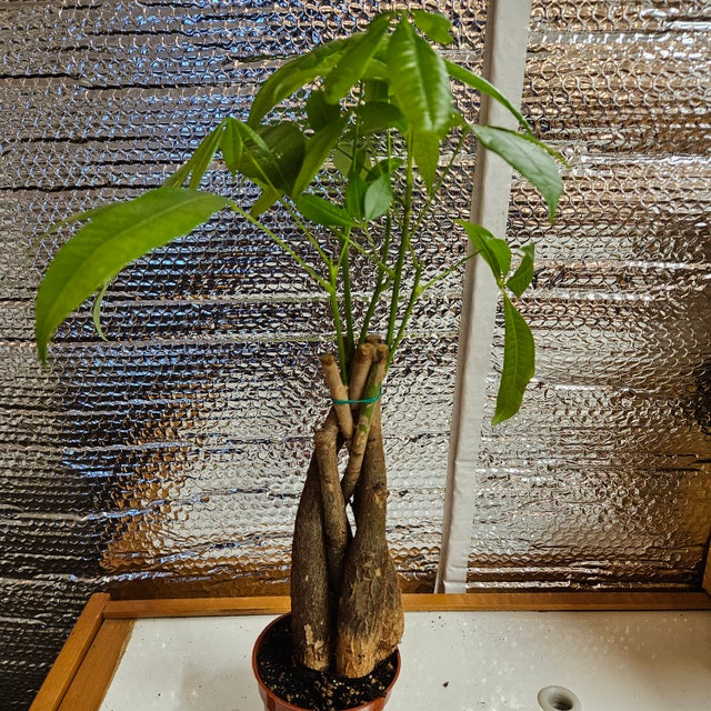 jade plants for sale near me Crassula Jade type Cuttings and Potted by Blaise Jade 6" Cut
