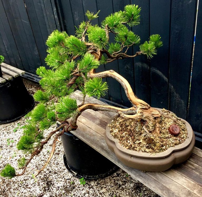 Tools  Heartwoods Bonsai & Goods