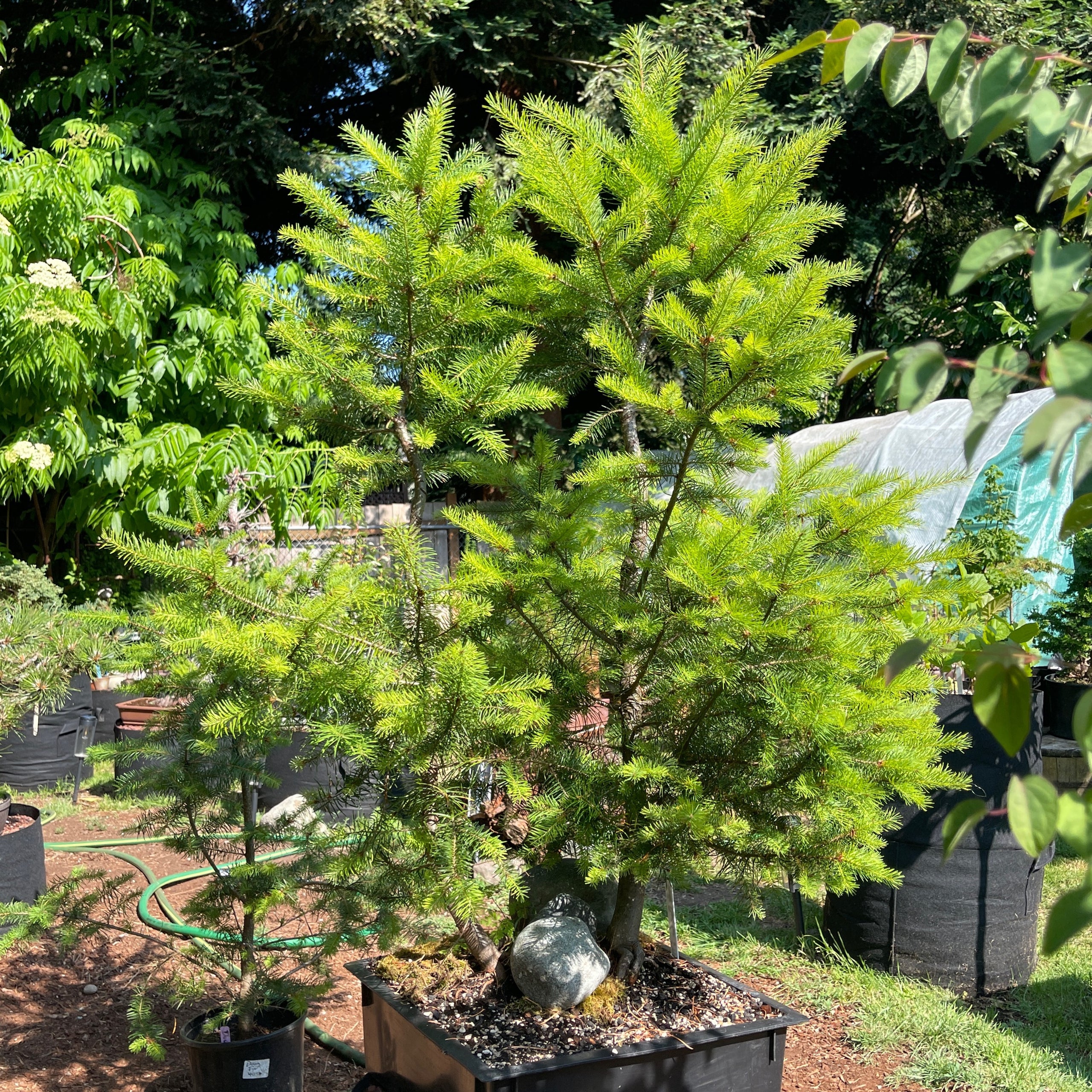 Double Douglas Fir Composition Heartwoods Bonsai & Goods