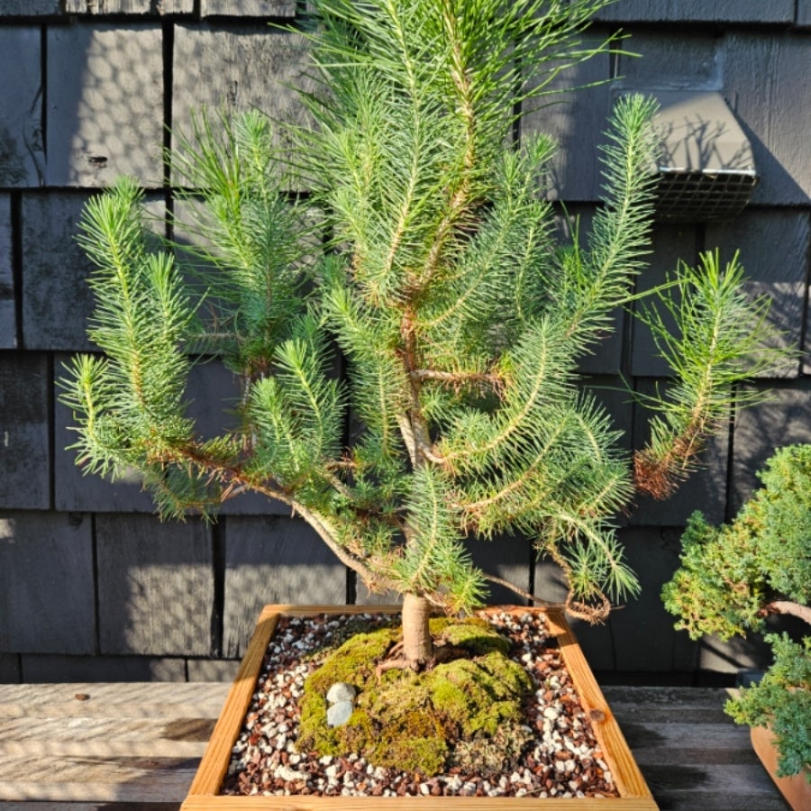 Are Italian Stone Pines Good Choices For Bonsai